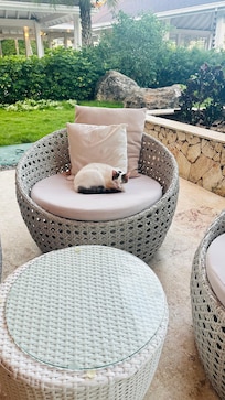 Cats on the chairs