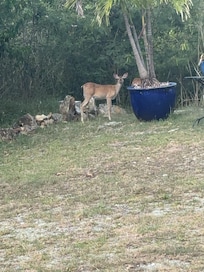 Deer