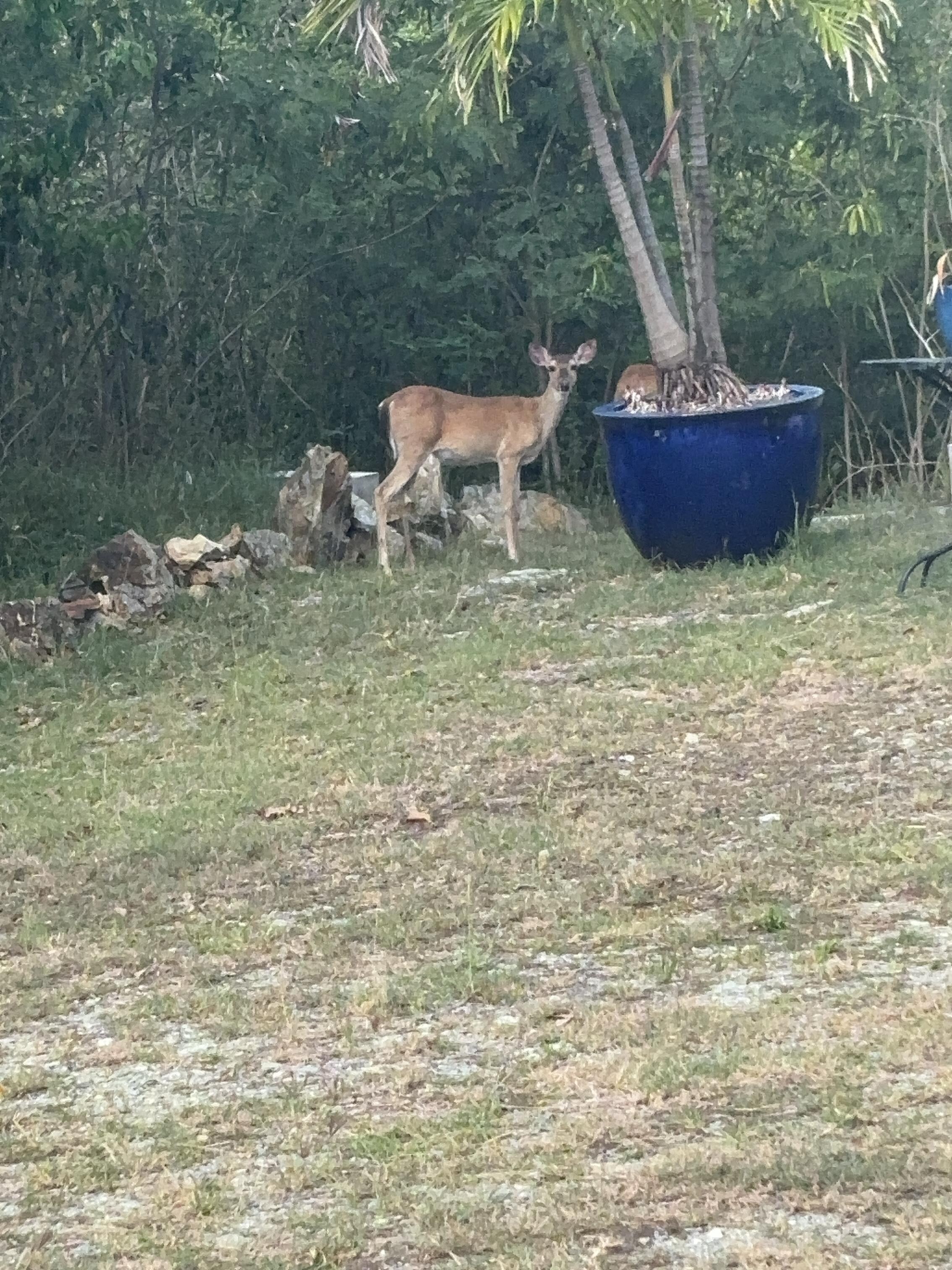 Deer