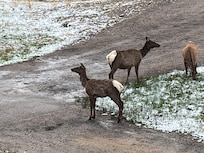 Elk in front yard