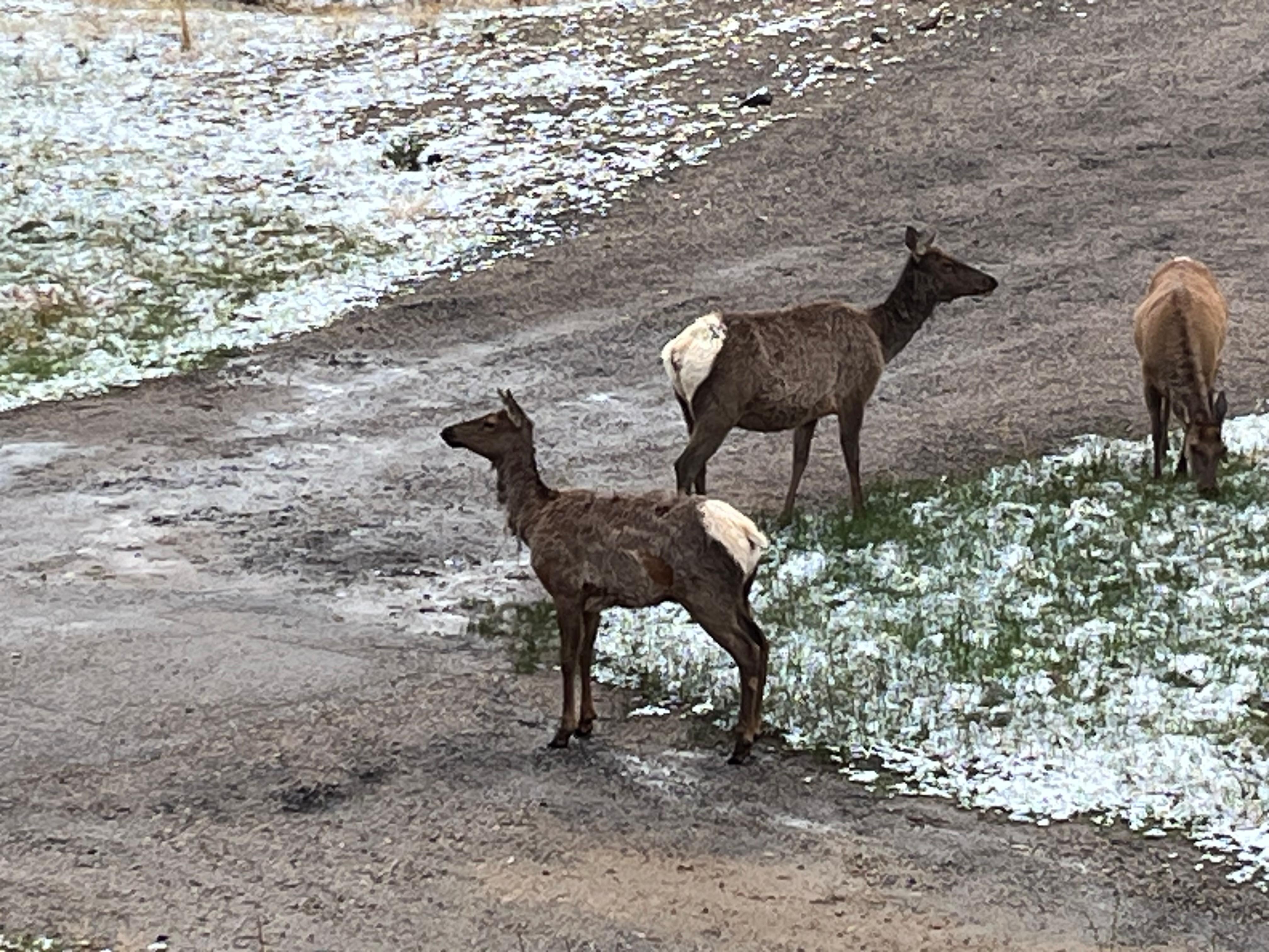 Elk in front yard