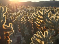 Cholla Garden in JTNP