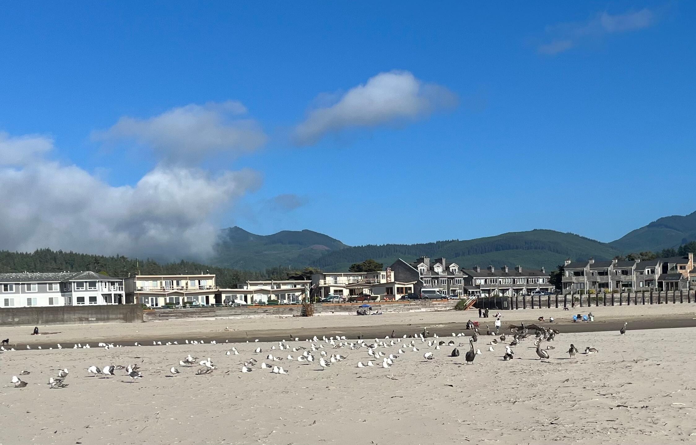 Pelicans and gulls as soon as you hit the beach