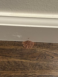 Termites or Fire Ants in Bedroom