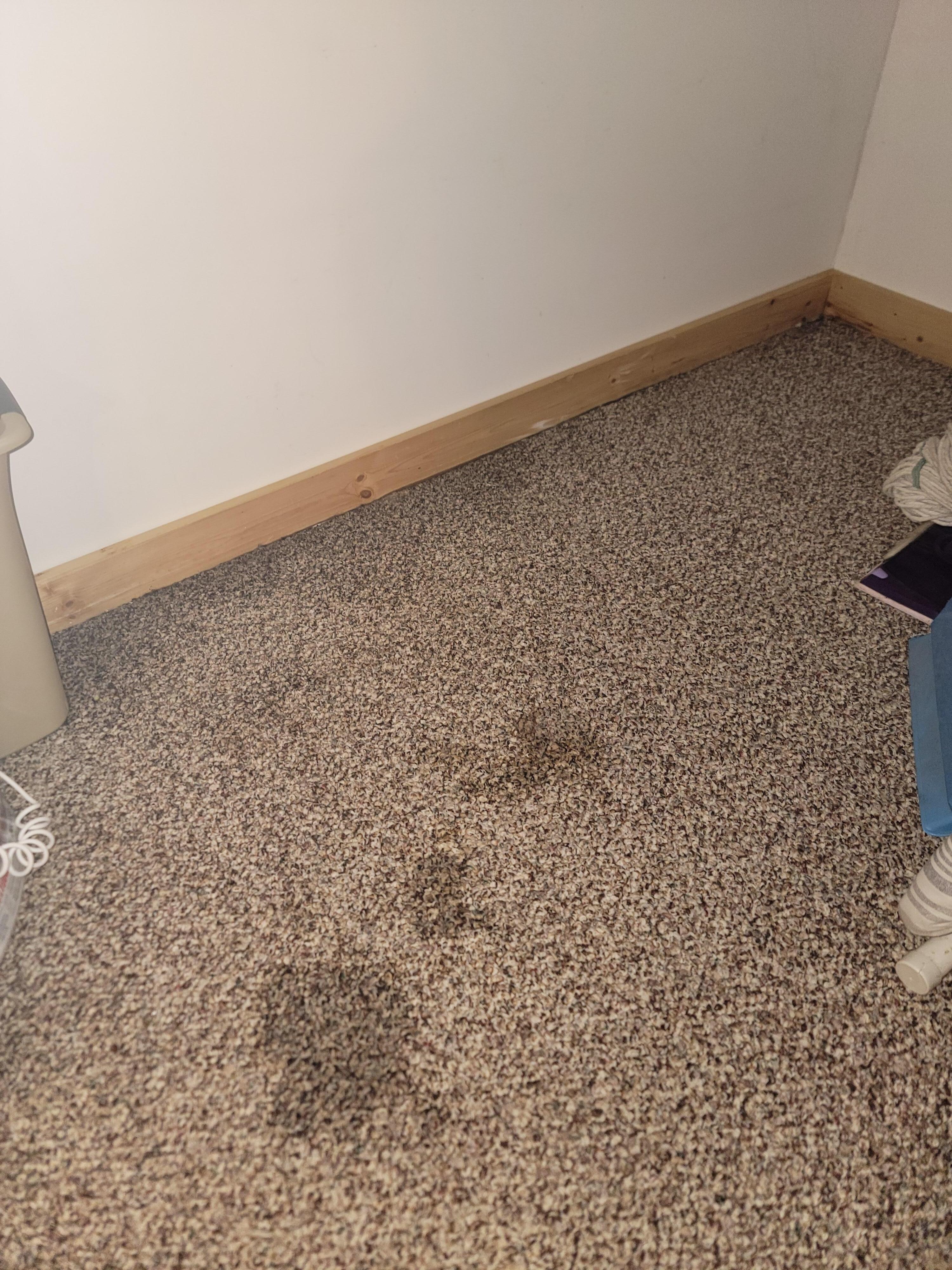 Water along wall and spots in front of pantry door