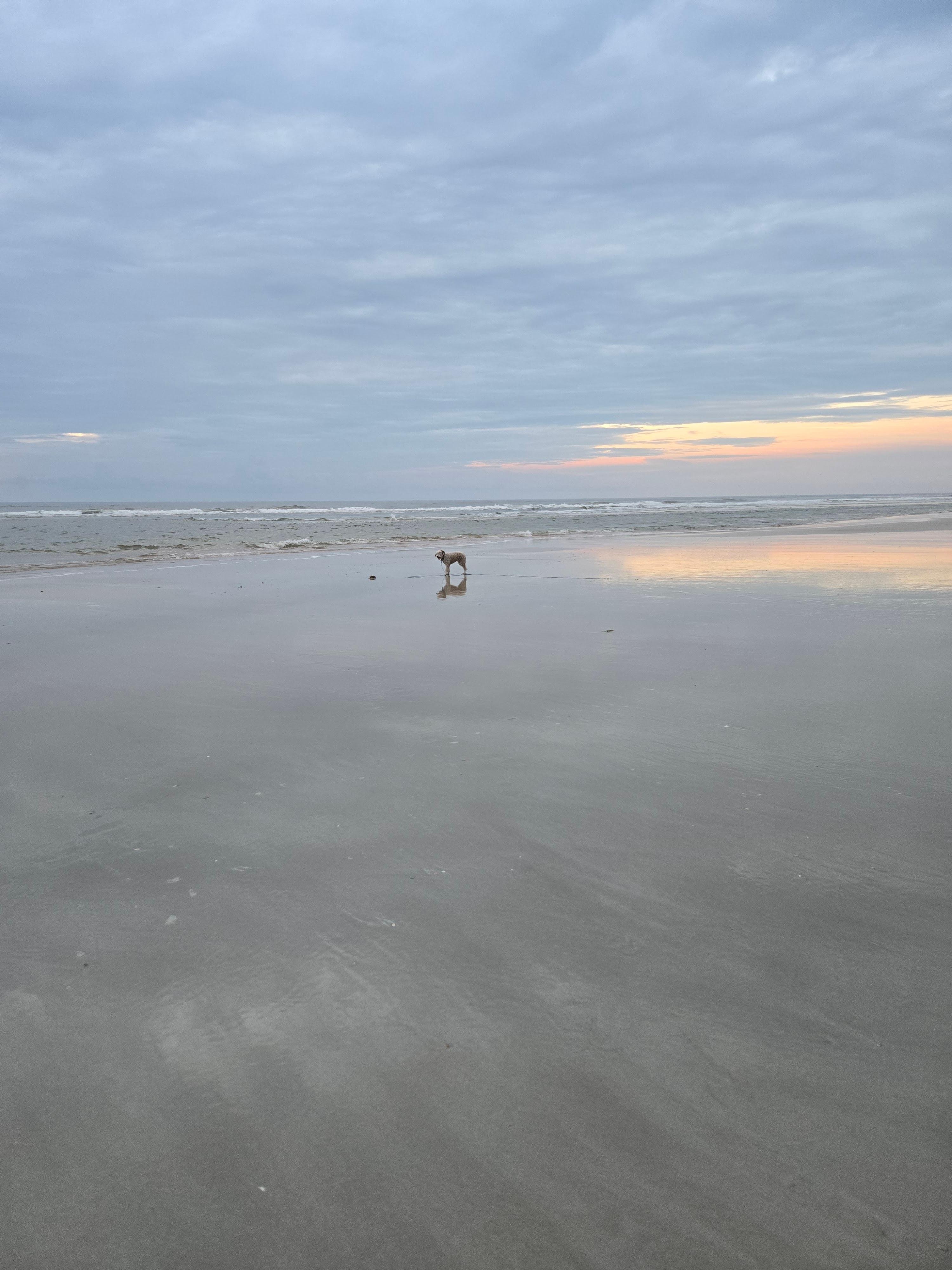 Endless puppy walks...