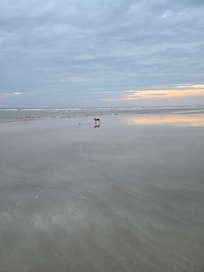 Endless puppy walks...