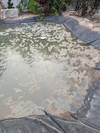 Pond