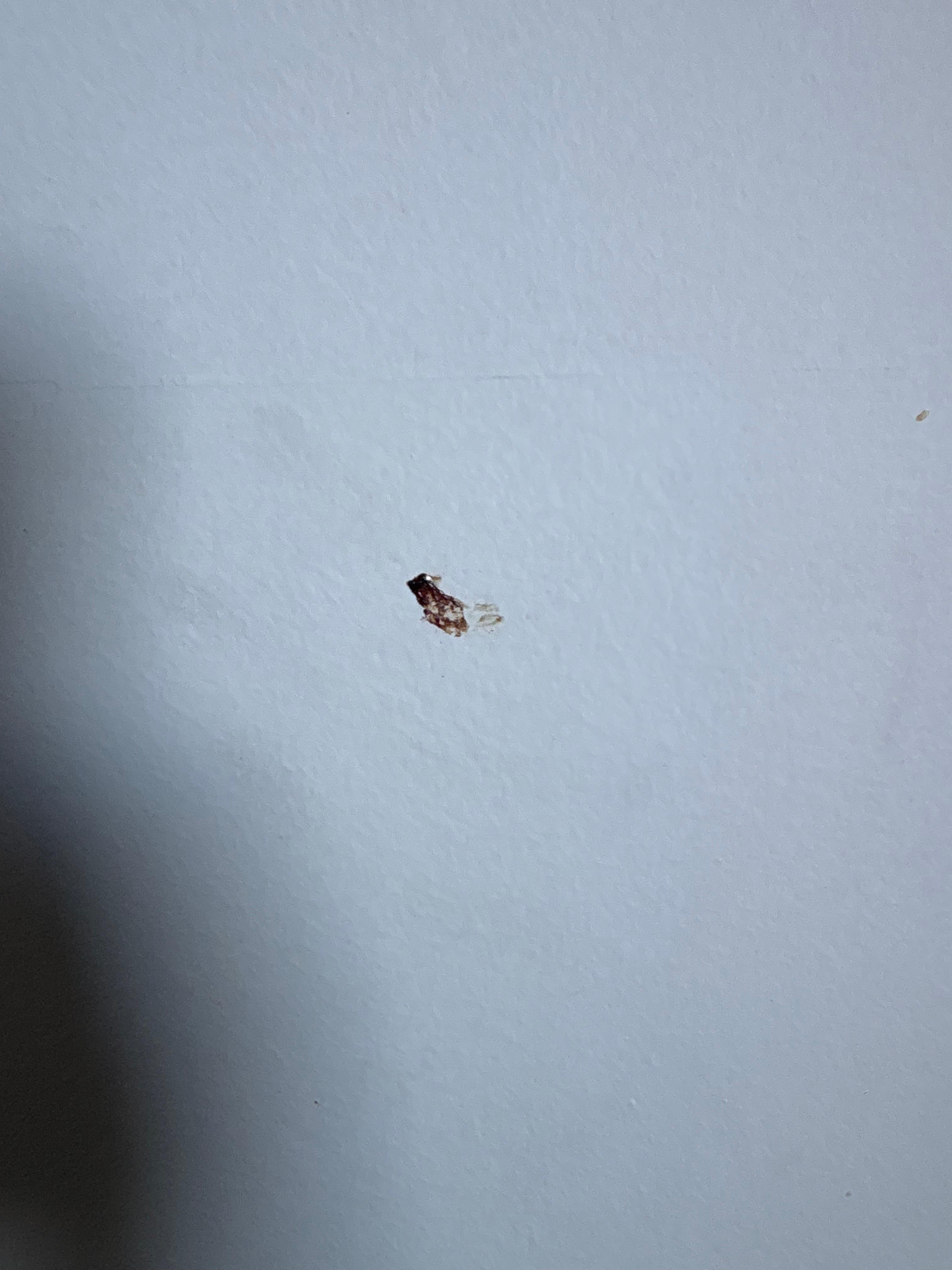 What looks like a blood smear on the wall. 
