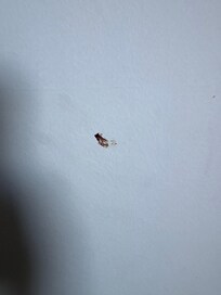 What looks like a blood smear on the wall.