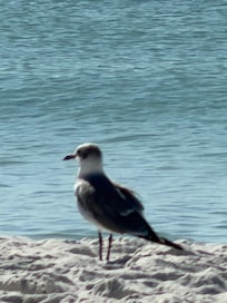 At the beach front Hotel