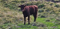 Vache Salers