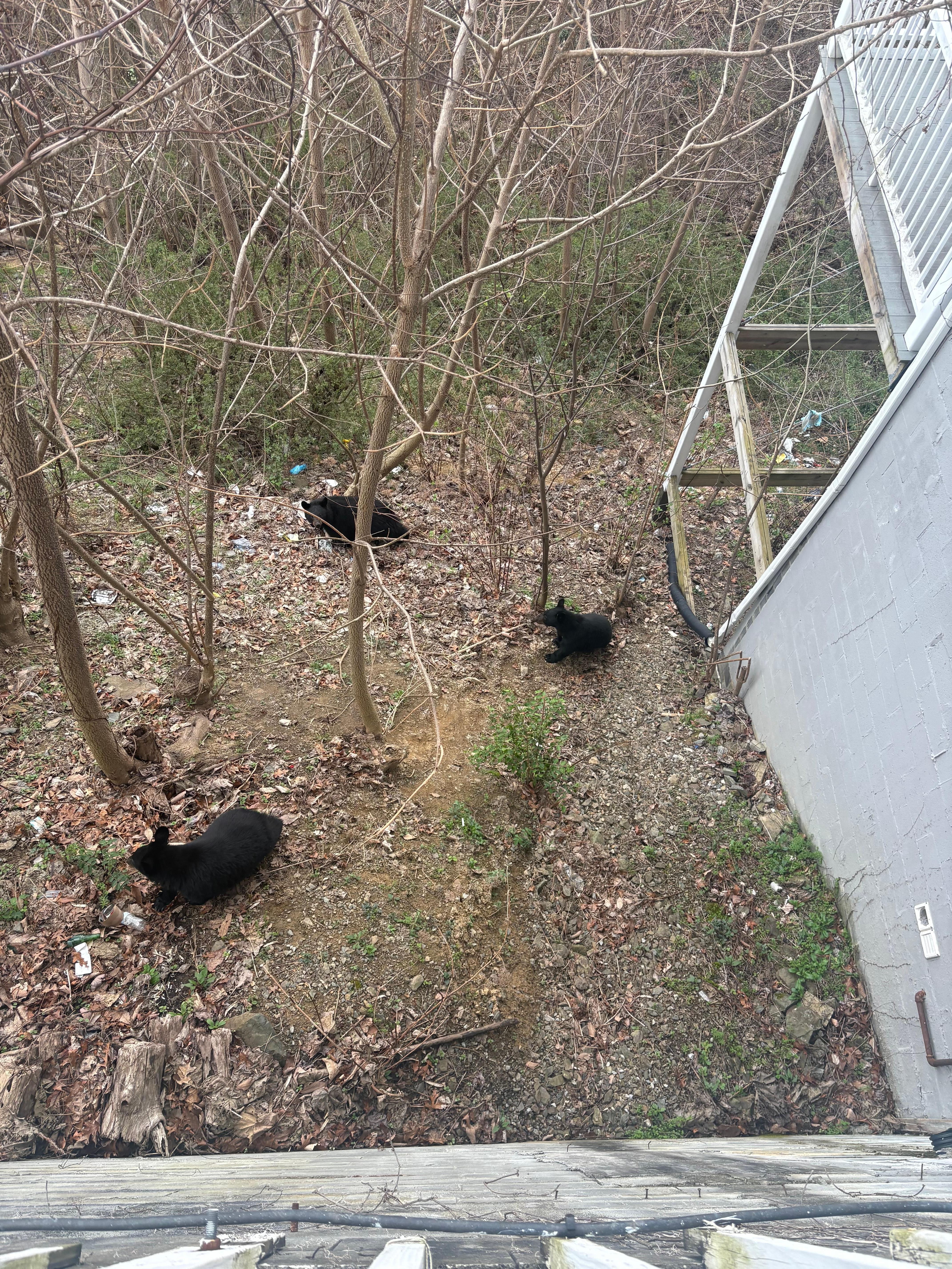 Bear neighbors, everyday we crossed paths with a Mama Bear and her 2 cubs! 