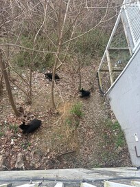 Bear neighbors, everyday we crossed paths with a Mama Bear and her 2 cubs!