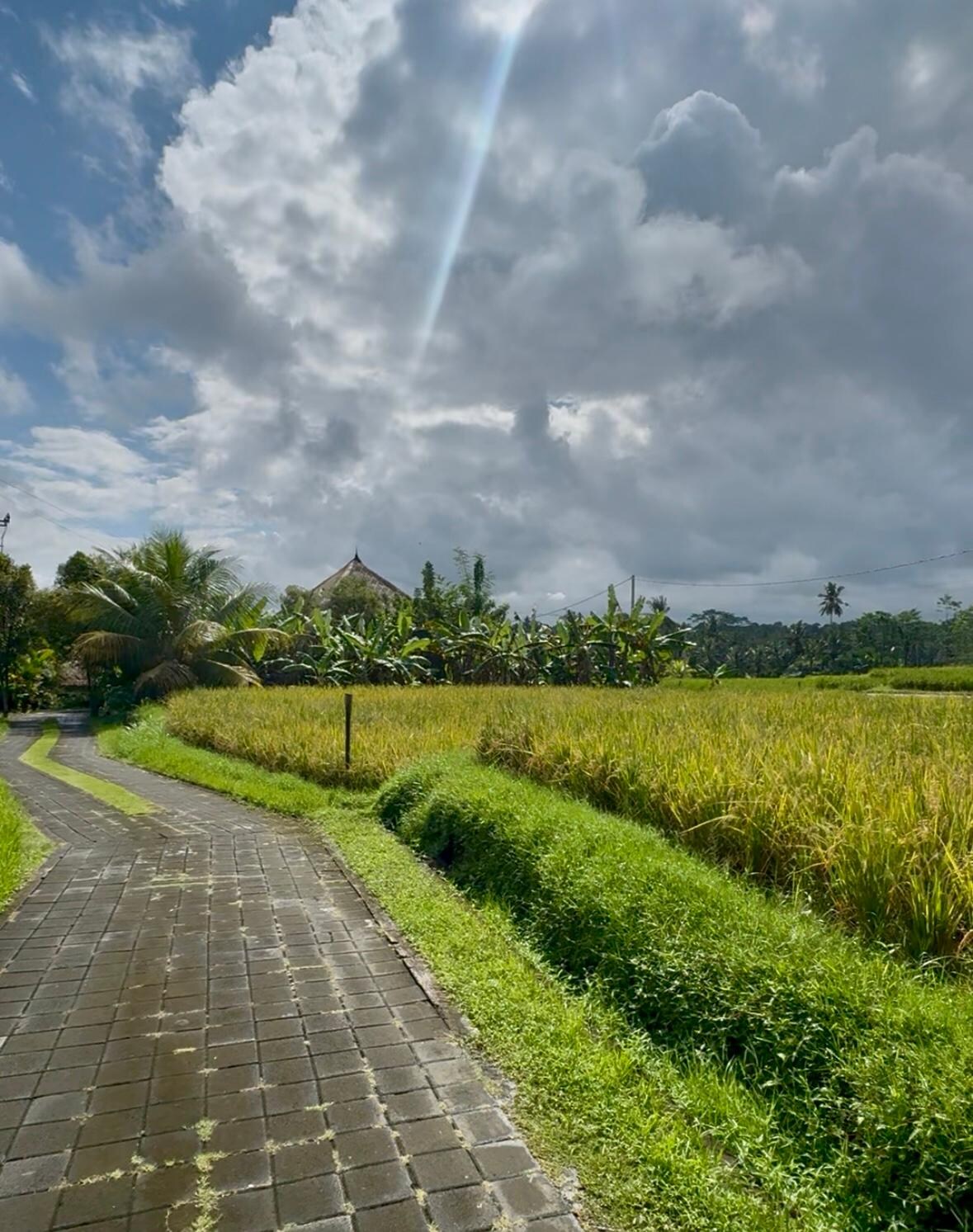 The entrance through rice terraces