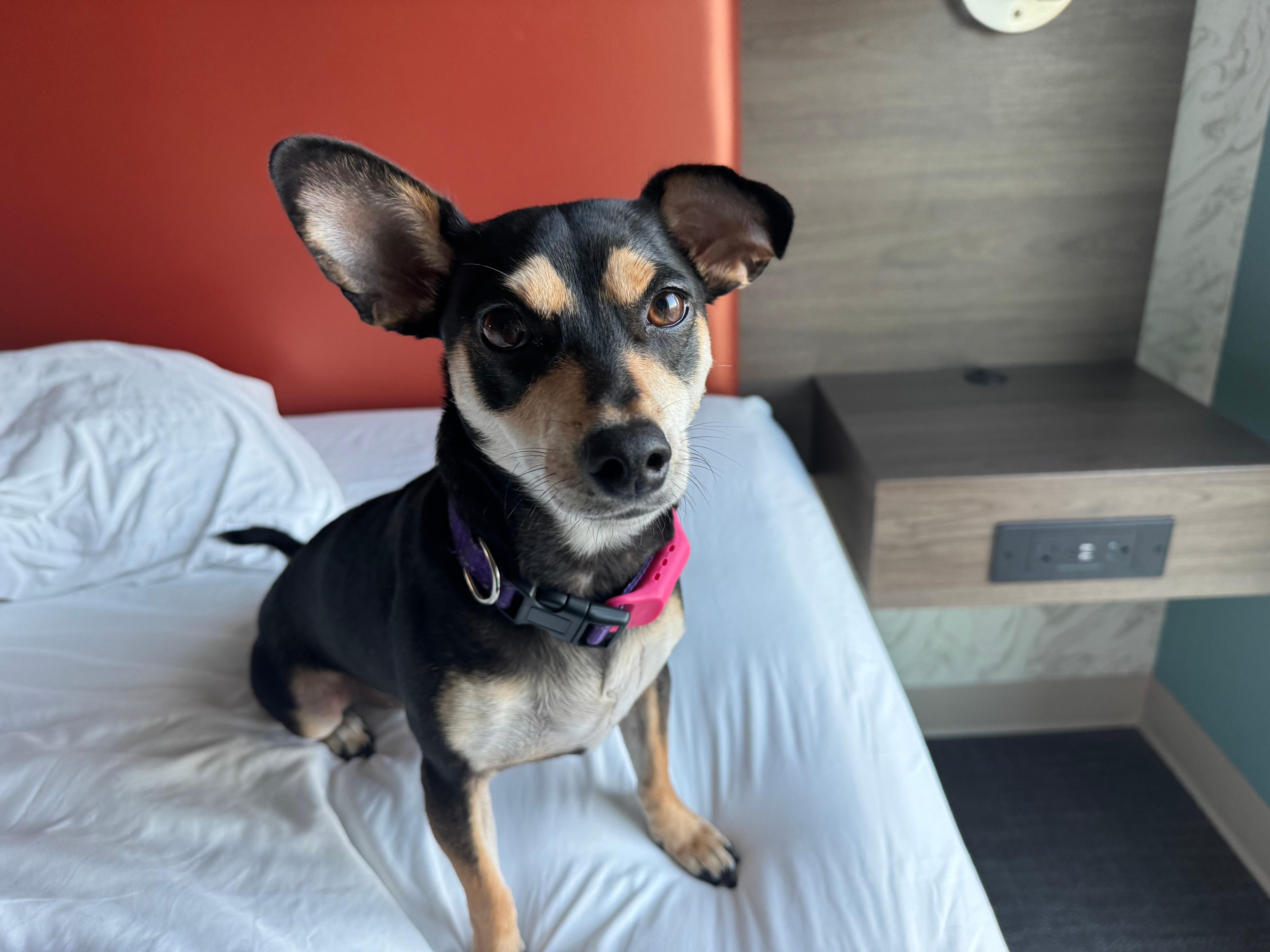 Bubbles enjoyed her stay and didn’t want to leave! Thank You for being pet friendly!!!🌷