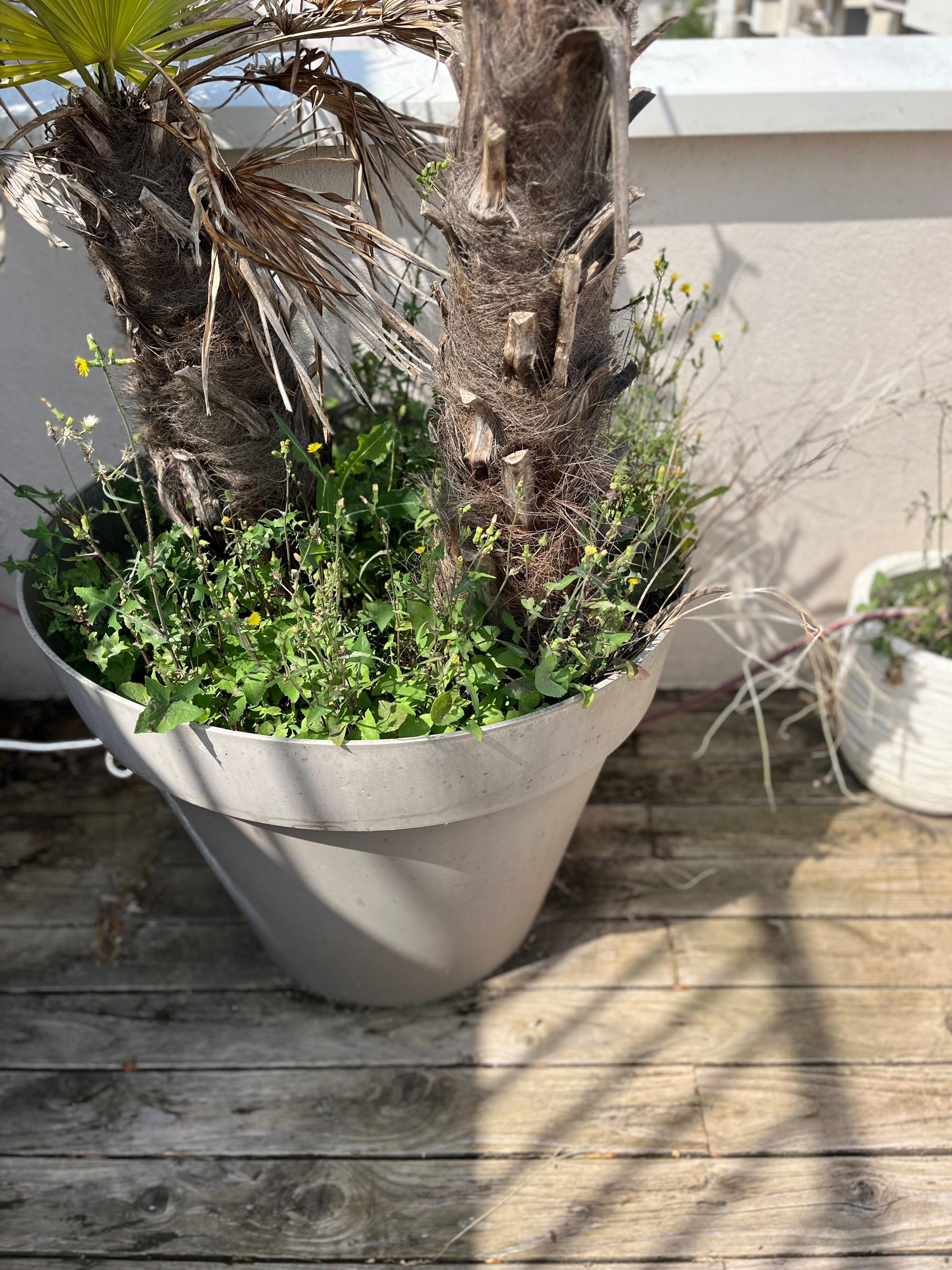 Terrasse sale et mal entretenue 