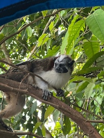 Tamarind monkey