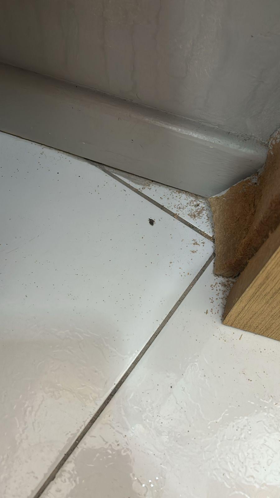 aranha q eu matei no dia q entrei no quarto 