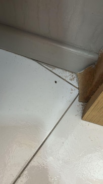 aranha q eu matei no dia q entrei no quarto