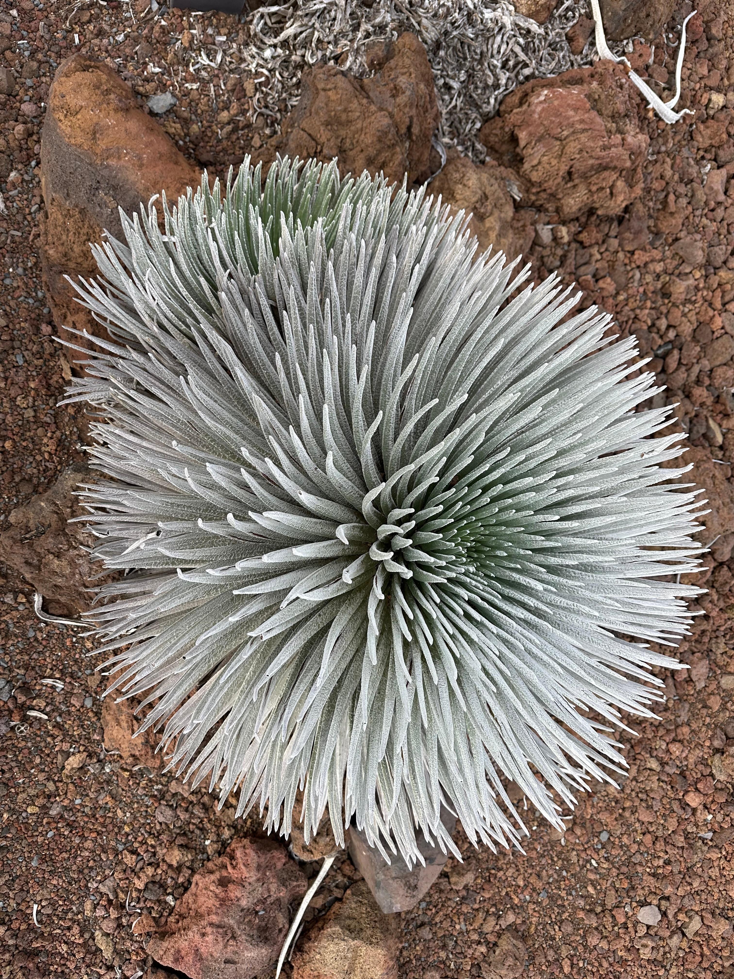 Unique plant up at Haleakalā National Park