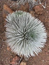 Unique plant up at Haleakalā National Park