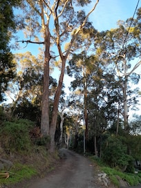Access to The Hideaway, to the left behind the trees.