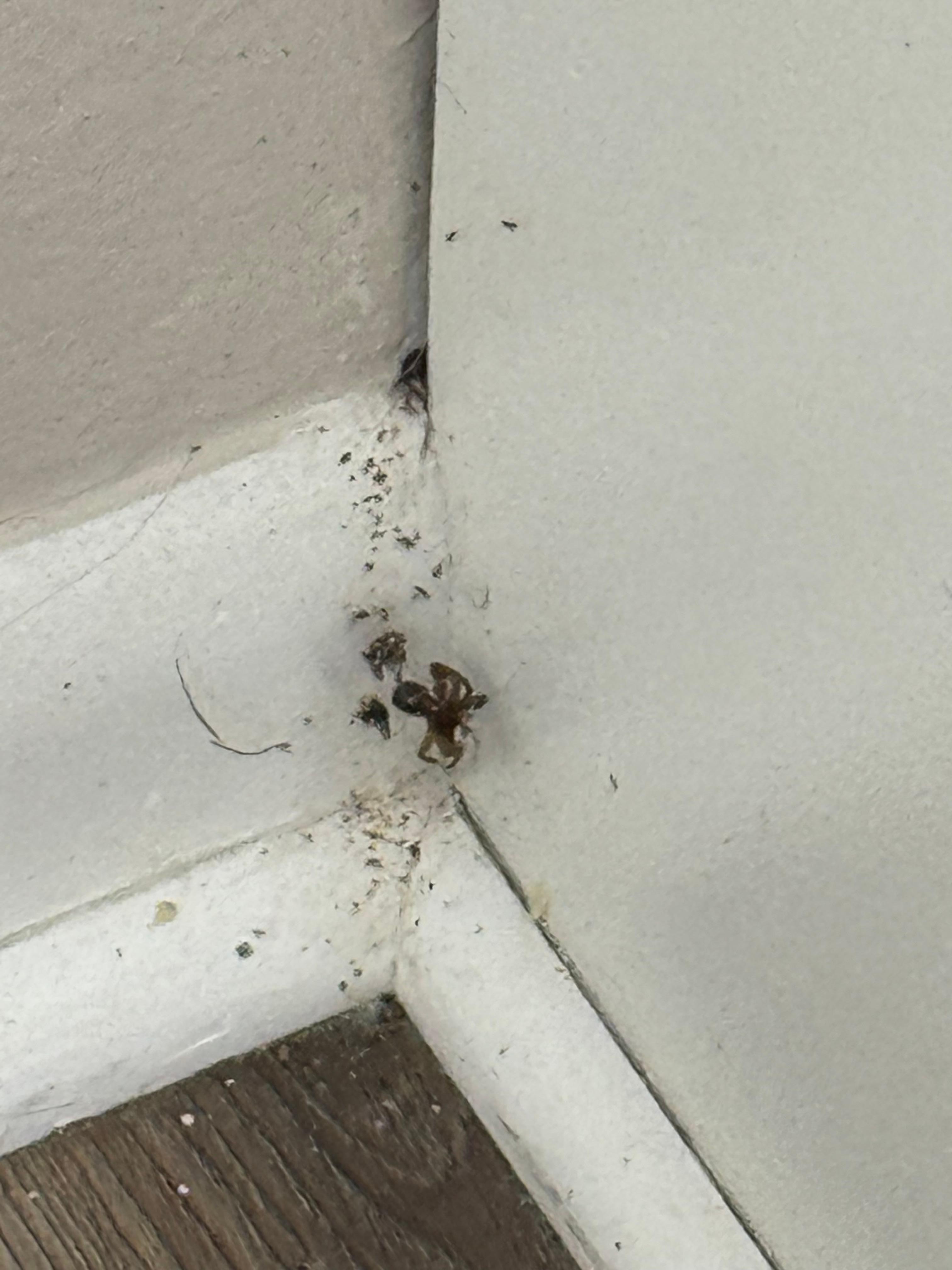 Typical corner in baseboards