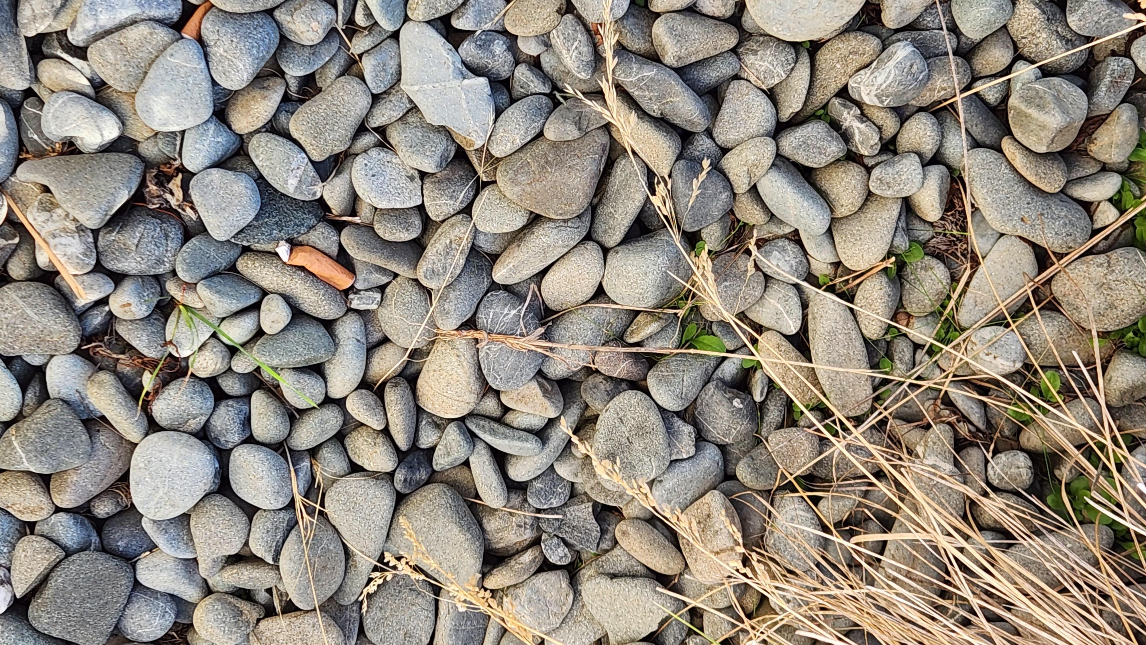 Cigarette butts in garden