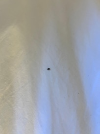BUG FOUND IN BED