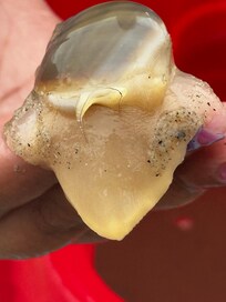 A snail my niece/nephew found at the beach.