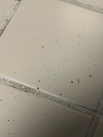 Cockroach feces on the countertop.