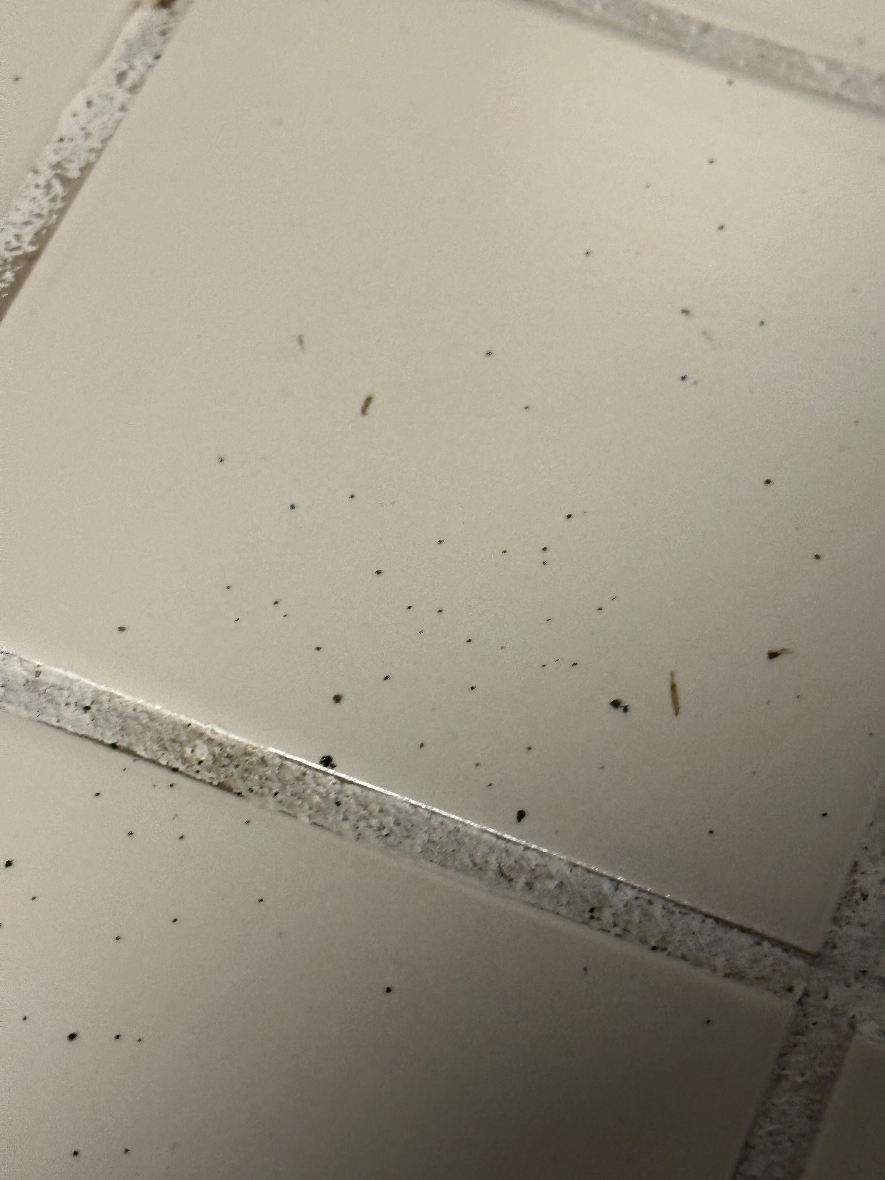Cockroach feces on the countertop. 