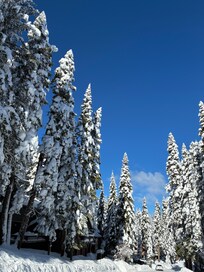 Blue skies, snowy pine trees!