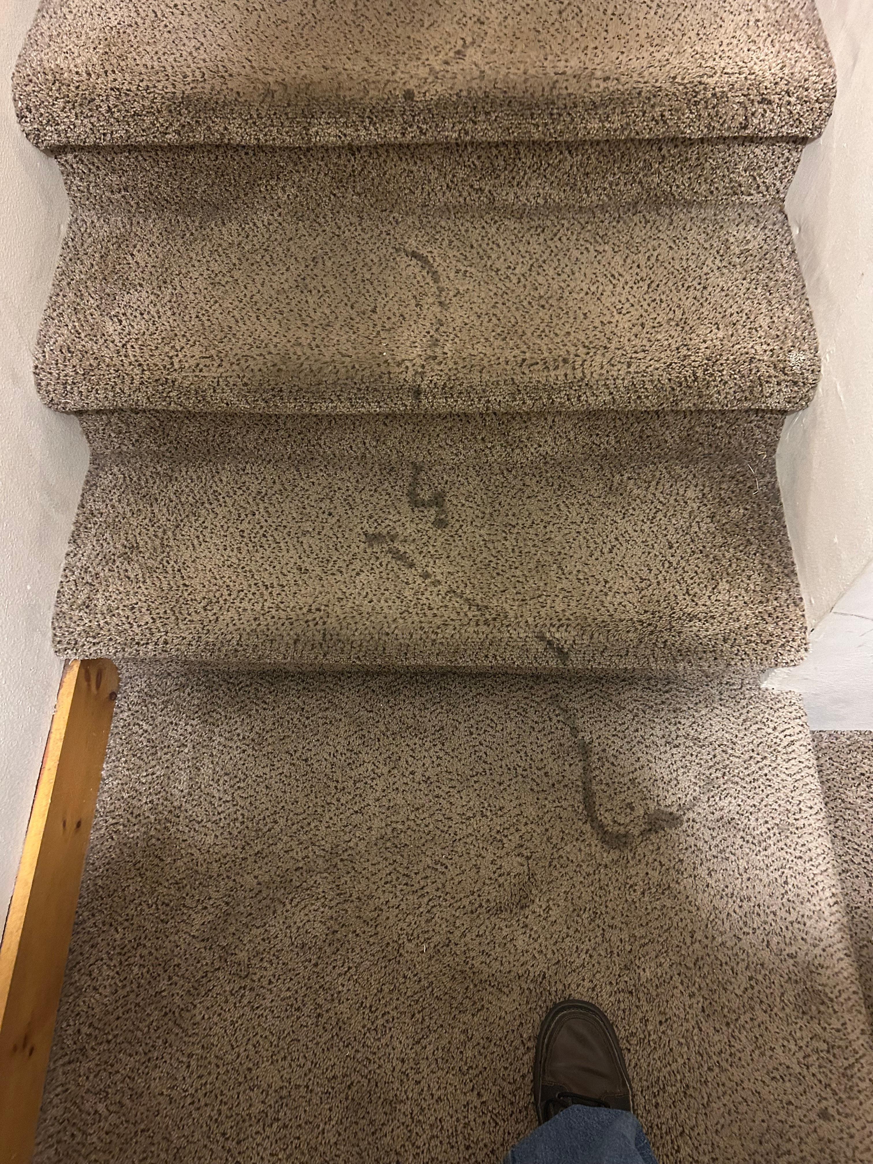 Looks like someone had poured syrup or something on the steps to the lower level. Other than that it was ok 