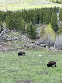 Great to see the buffalo