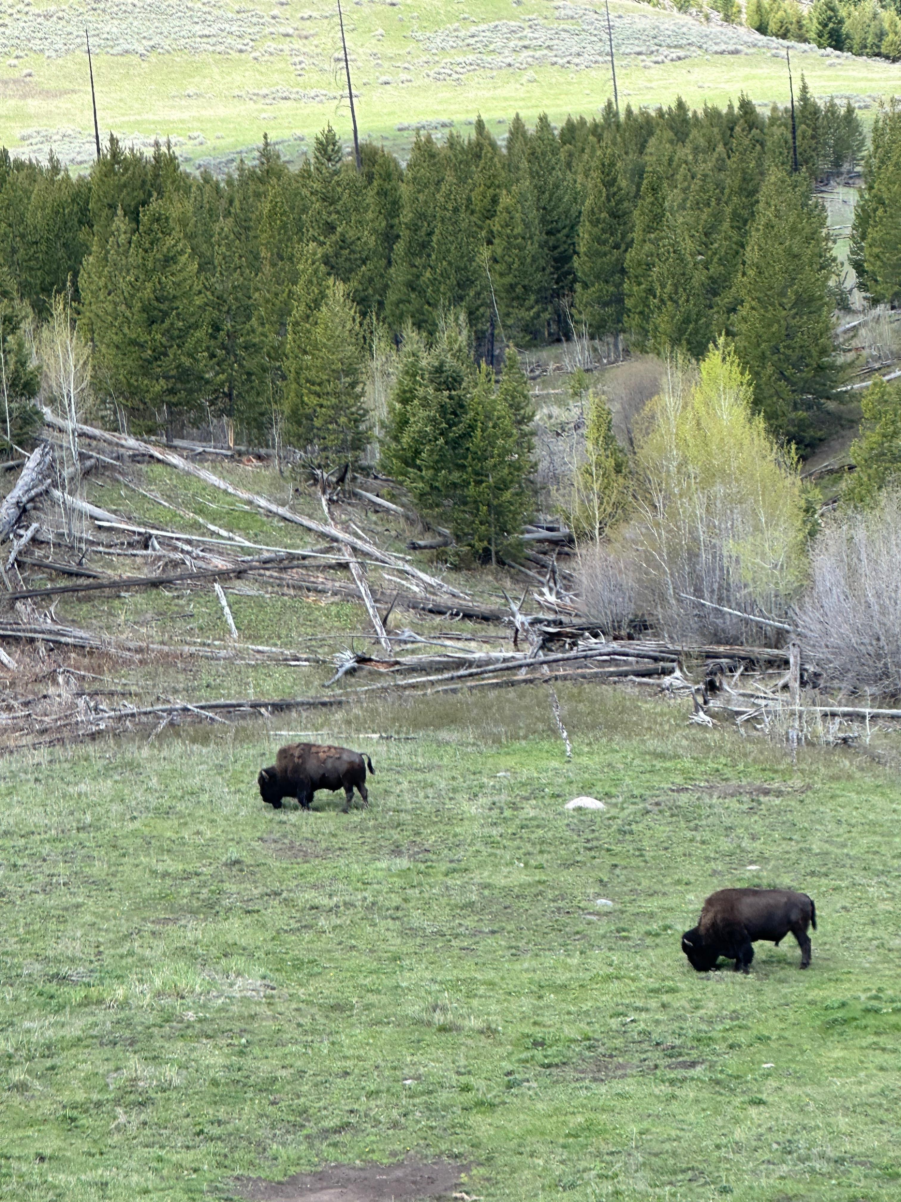 Great to see the buffalo