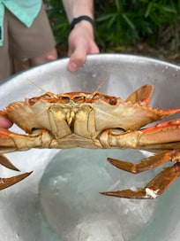 crabs caught off the deck