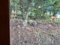 Kitchen window