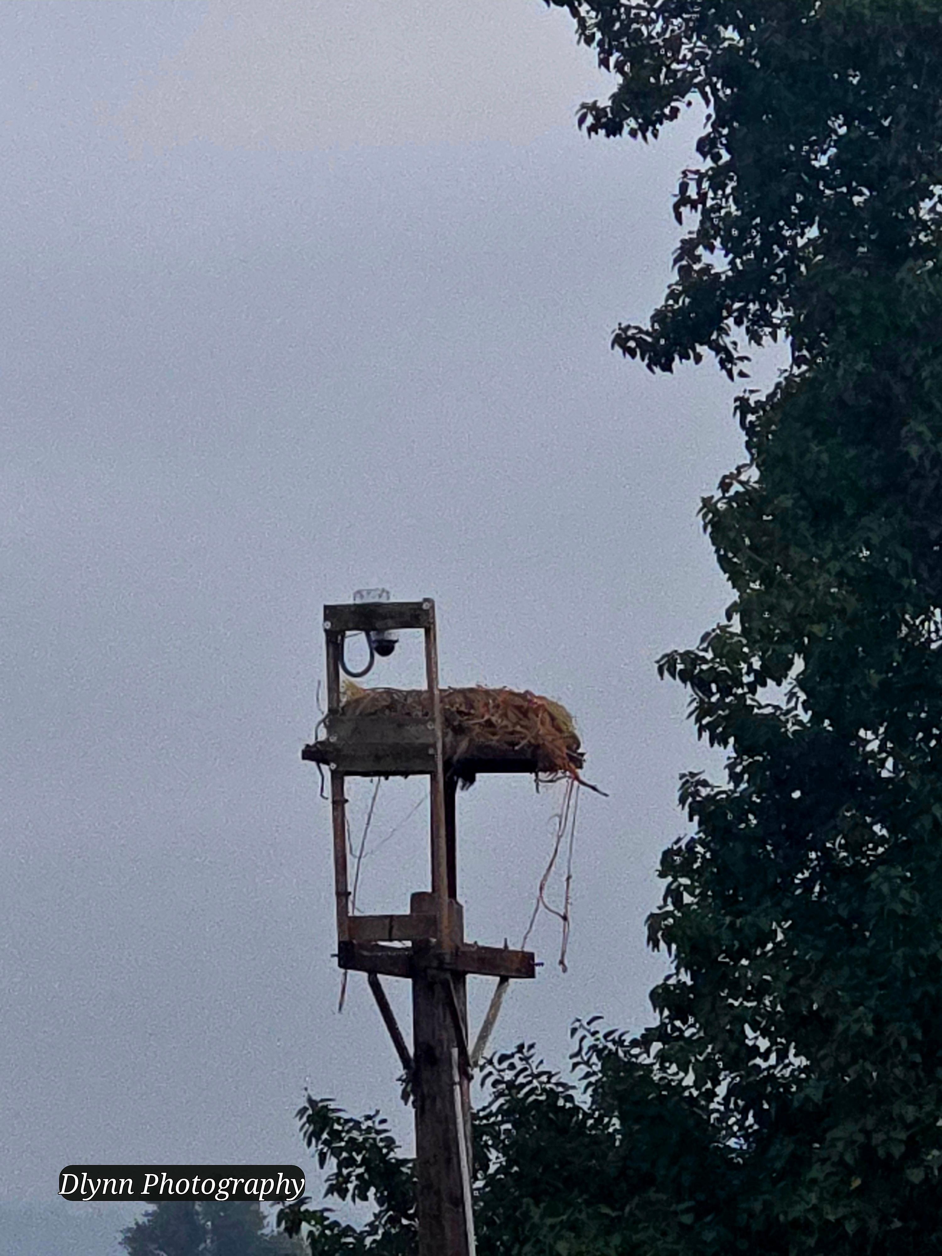 Osprey nest outside hotel