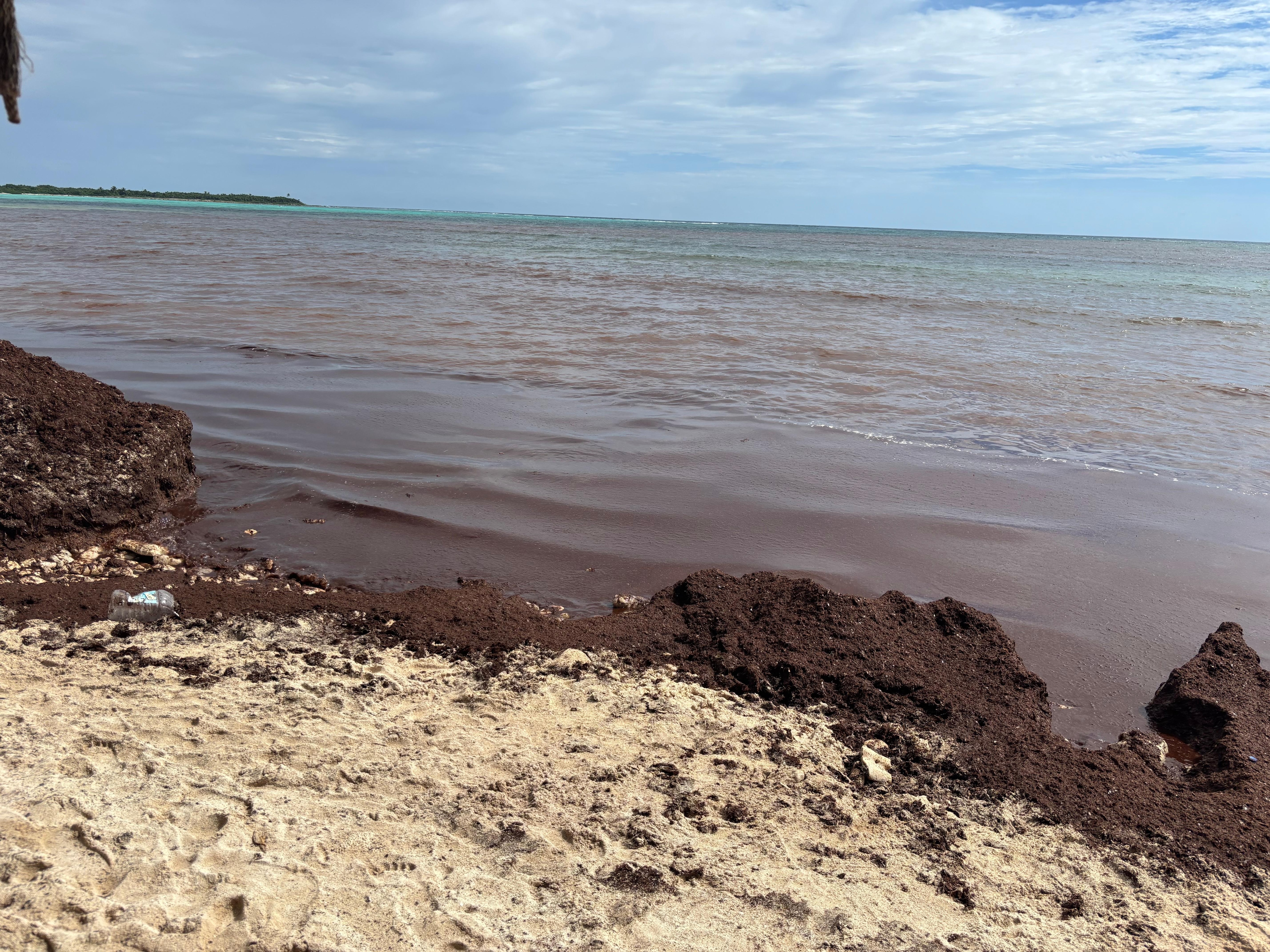 Seaweed piles in front of the villa beach