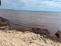 Seaweed piles in front of the villa beach