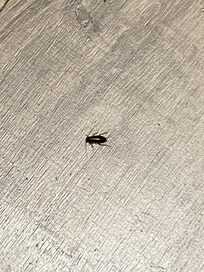 Roach in kitchen area