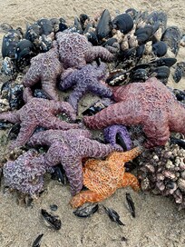 Low tide revealed such amazing finds!