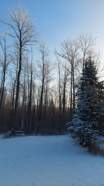 The amazing backyard