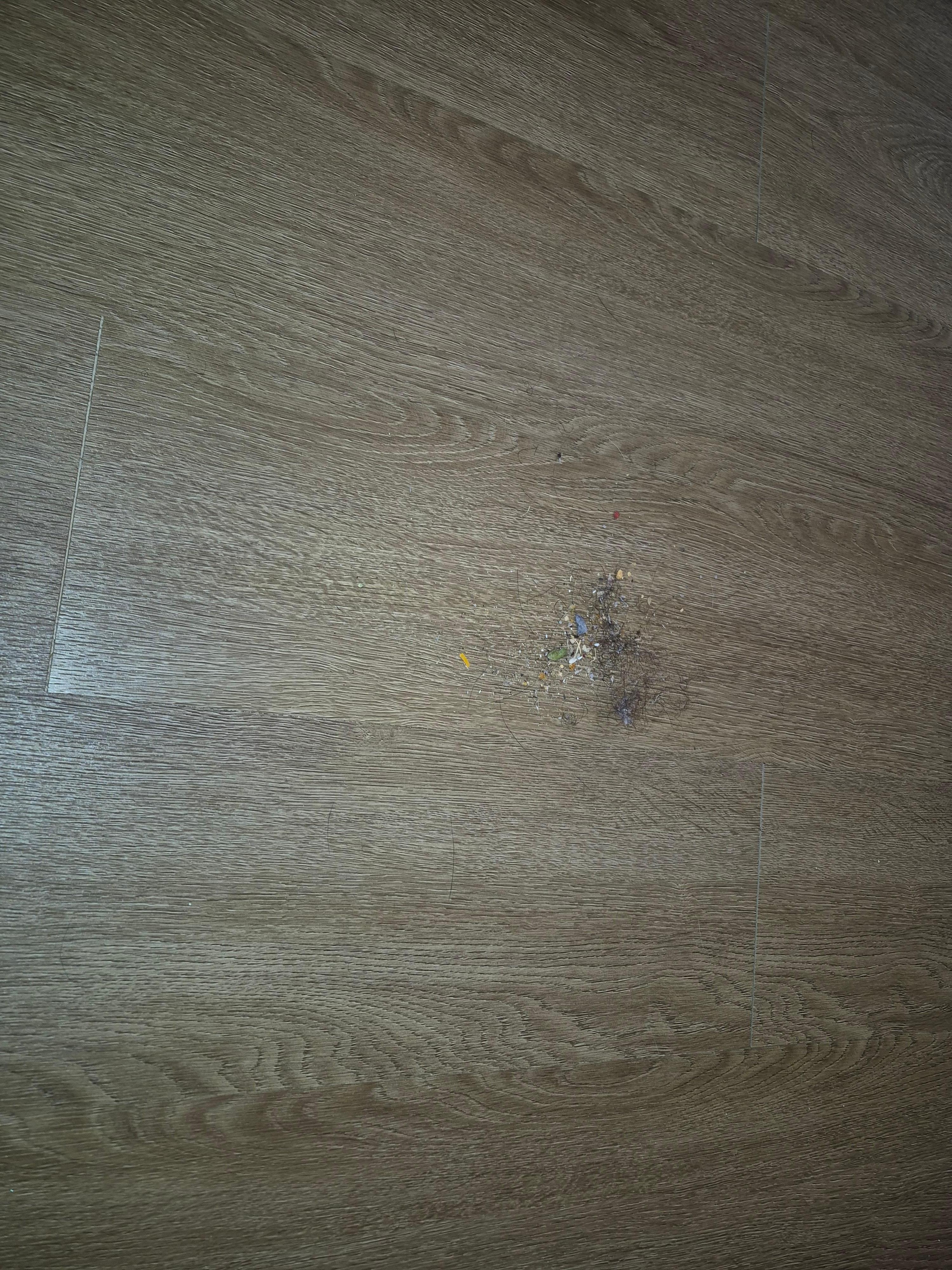 All the hair and crumbs left after we swept after arriving 