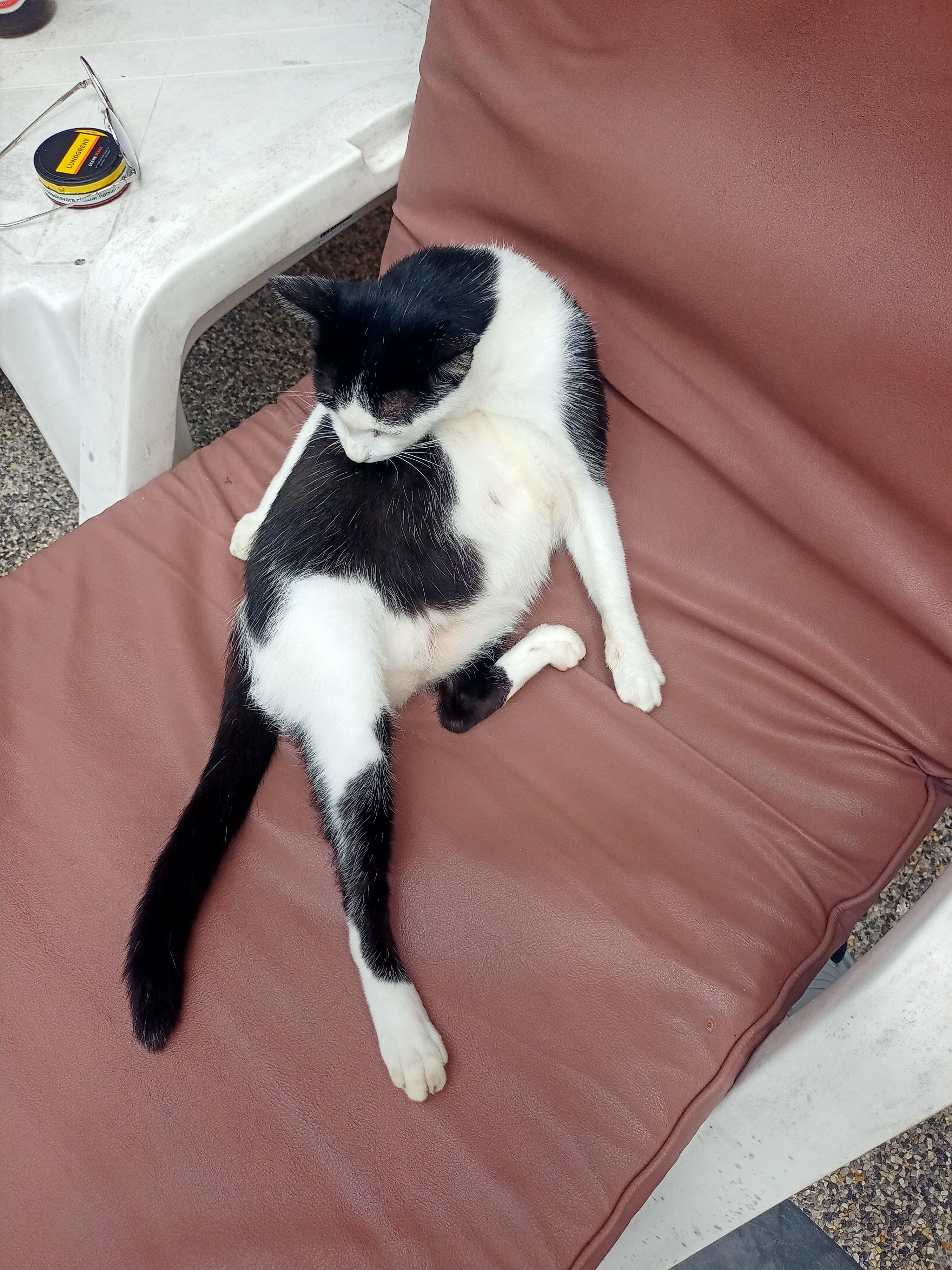 Tyvärr glömde jag att ta foton, fick bara några stycken på denna härliga katt som besökte oss varje dag.