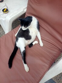 Tyvärr glömde jag att ta foton, fick bara några stycken på denna härliga katt som besökte oss varje dag.