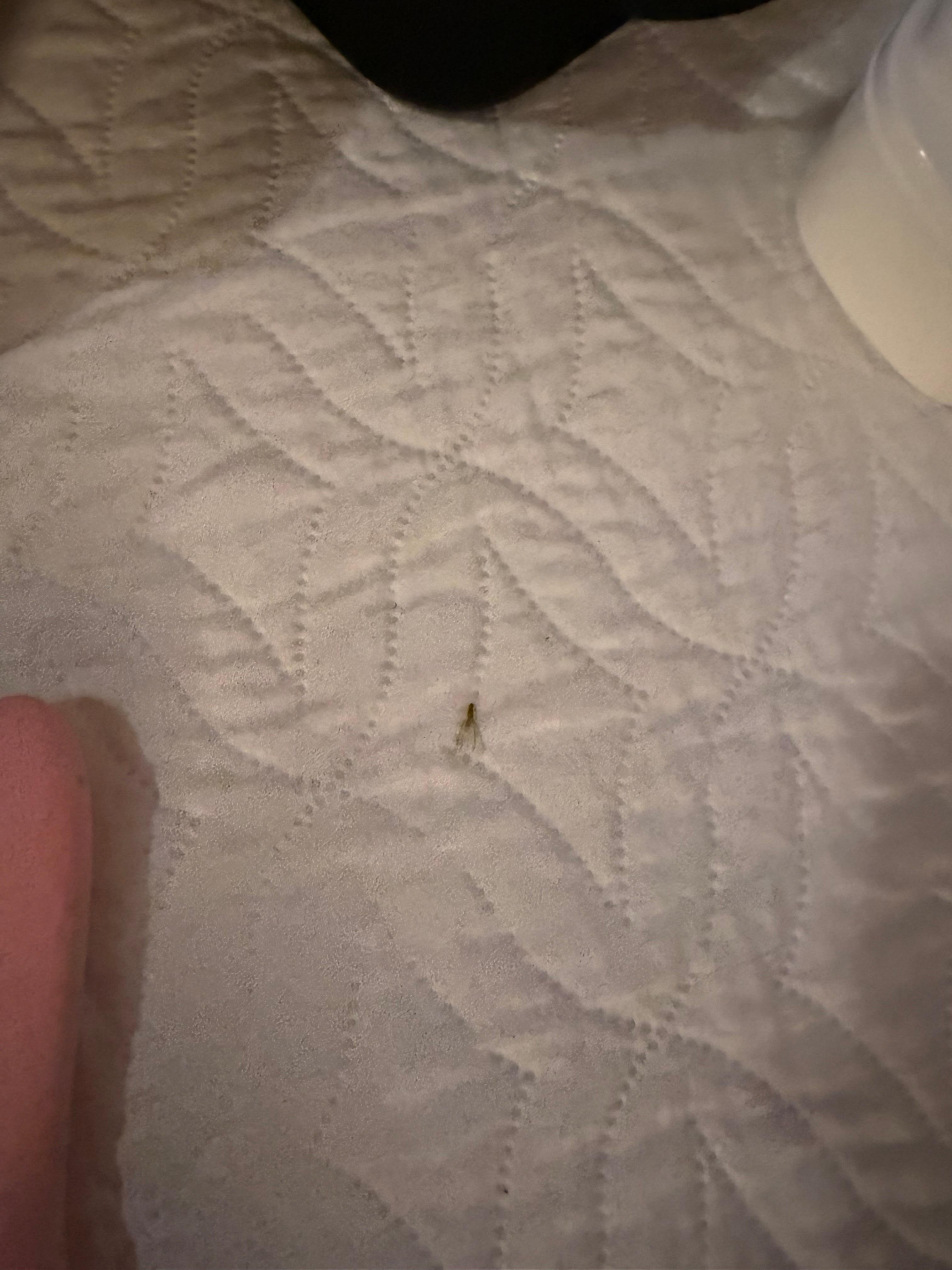 Termite on bed