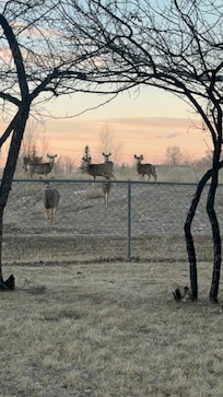 Deer in the backyard